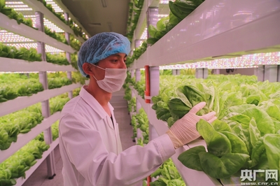 中科院与福建三安合力打造全球最大植物工厂 知识产权服务的战略支撑